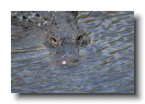 crocodilians 0019